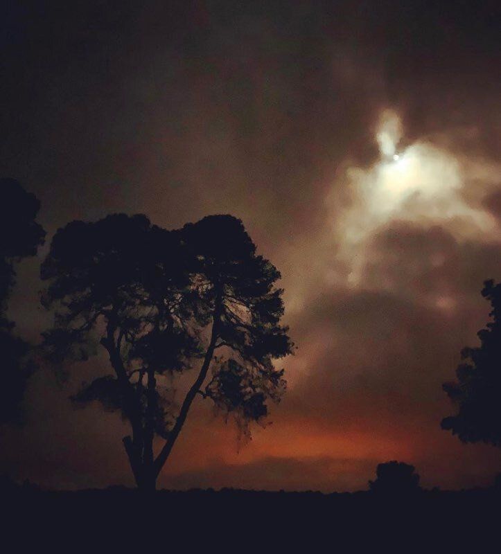 Silhouetted trees with an orange sunset, at Gilbert & Gaillard