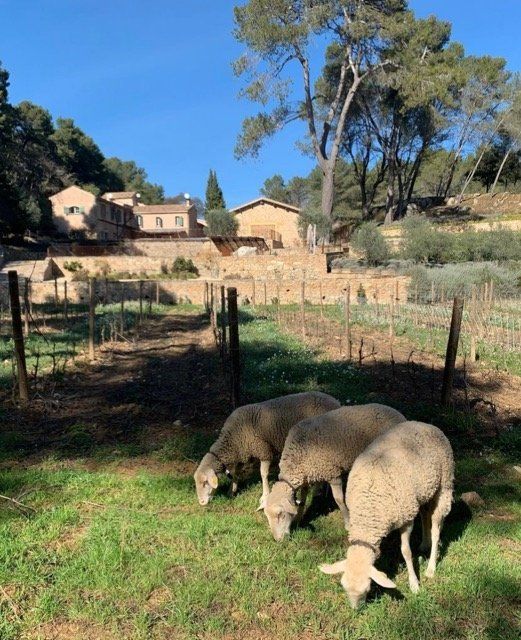 Three sheep graze on grass in front of a vineyard and buildings, at Gilbert & Gaillard
