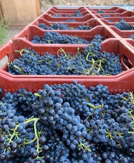 Red crates filled with dark grapes, at Gilbert & Gaillard