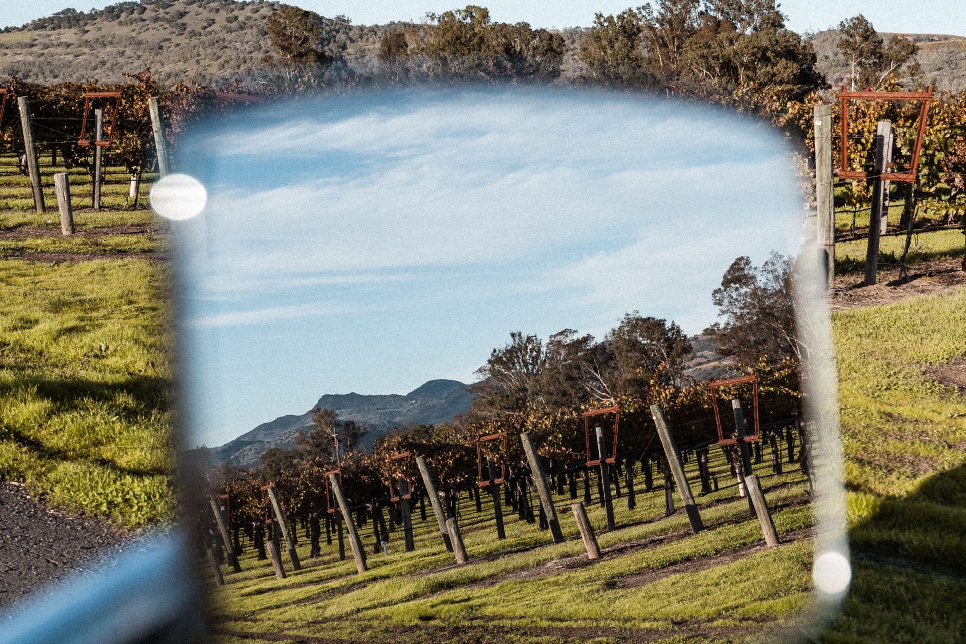 Vineyard of Grounded Wine Co, reflected on a rearview mirror.