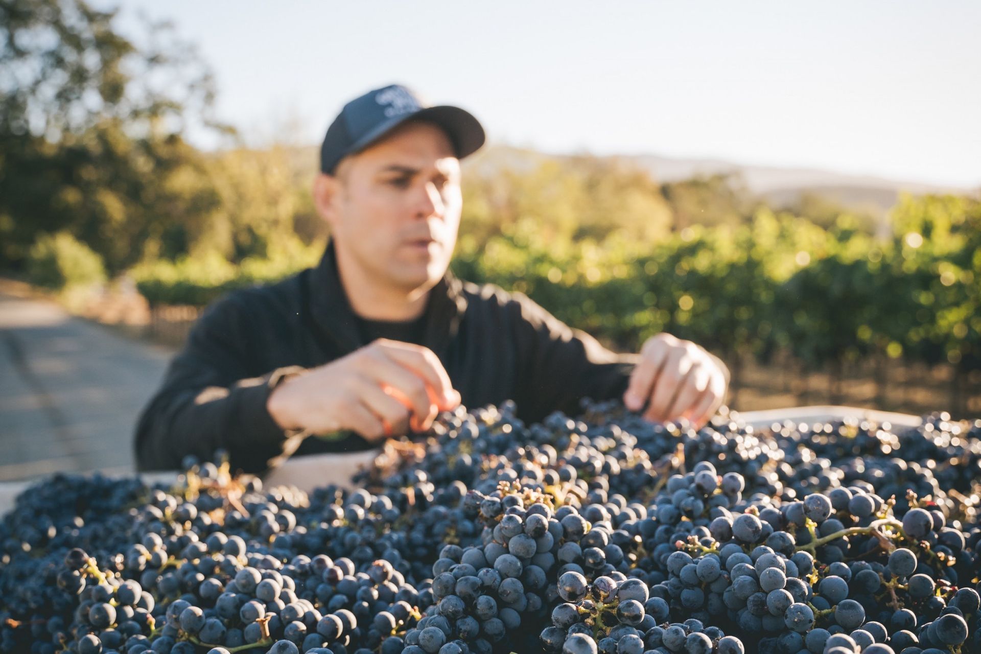 Winemaker of Grounded Wine Co, sorting the grapes.