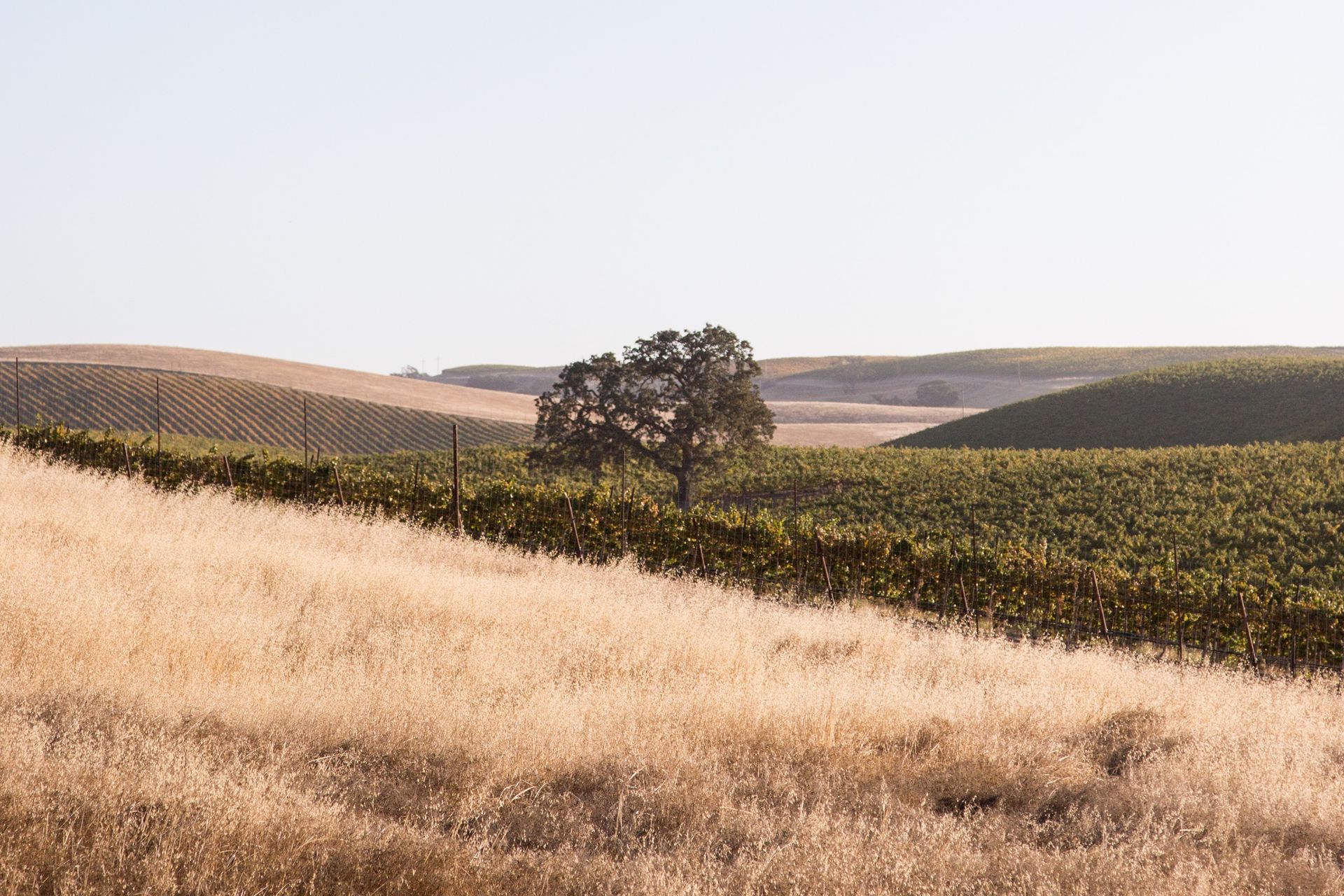 Geounded Wines Co. landscape