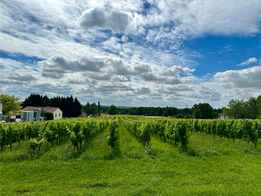 Vineyard rows at Château Haut Grelot under a partly cloudy sky.