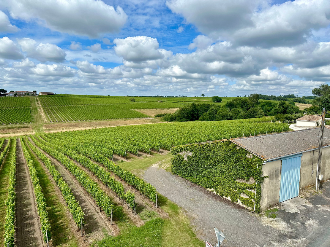 Vineyards surrounding Château Haut Grelot in the Côtes de Bourg, Bordeaux.