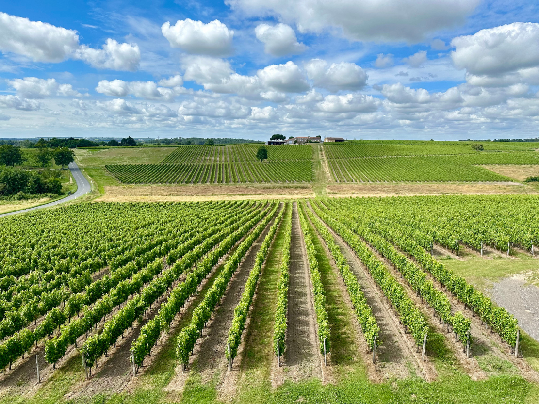 Estate vineyards at Château Haut Grelot in the Côtes de Bourg, Bordeaux.