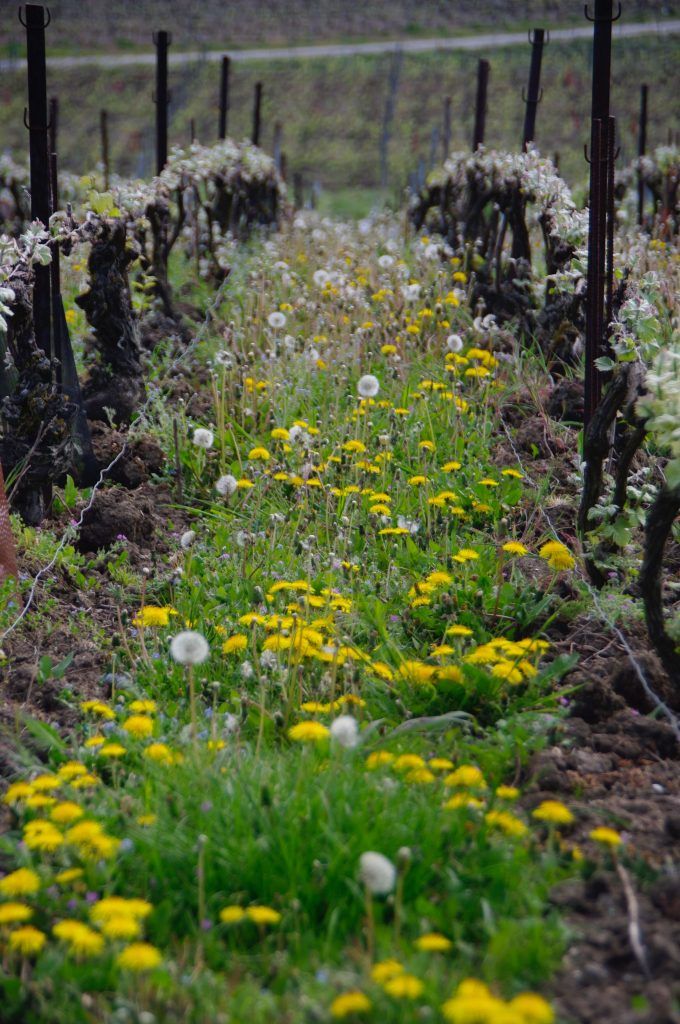 Rows of grapevines with yellow dandelions and white seed heads, at Champagne Lelarge-Pugeot vineyard.