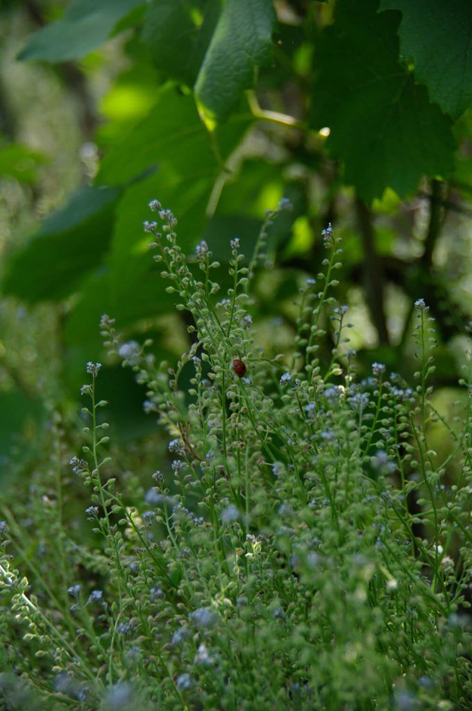 Green plant with small blue flowers and a ladybug on a stem at Champagne Lelarge-Pugeot