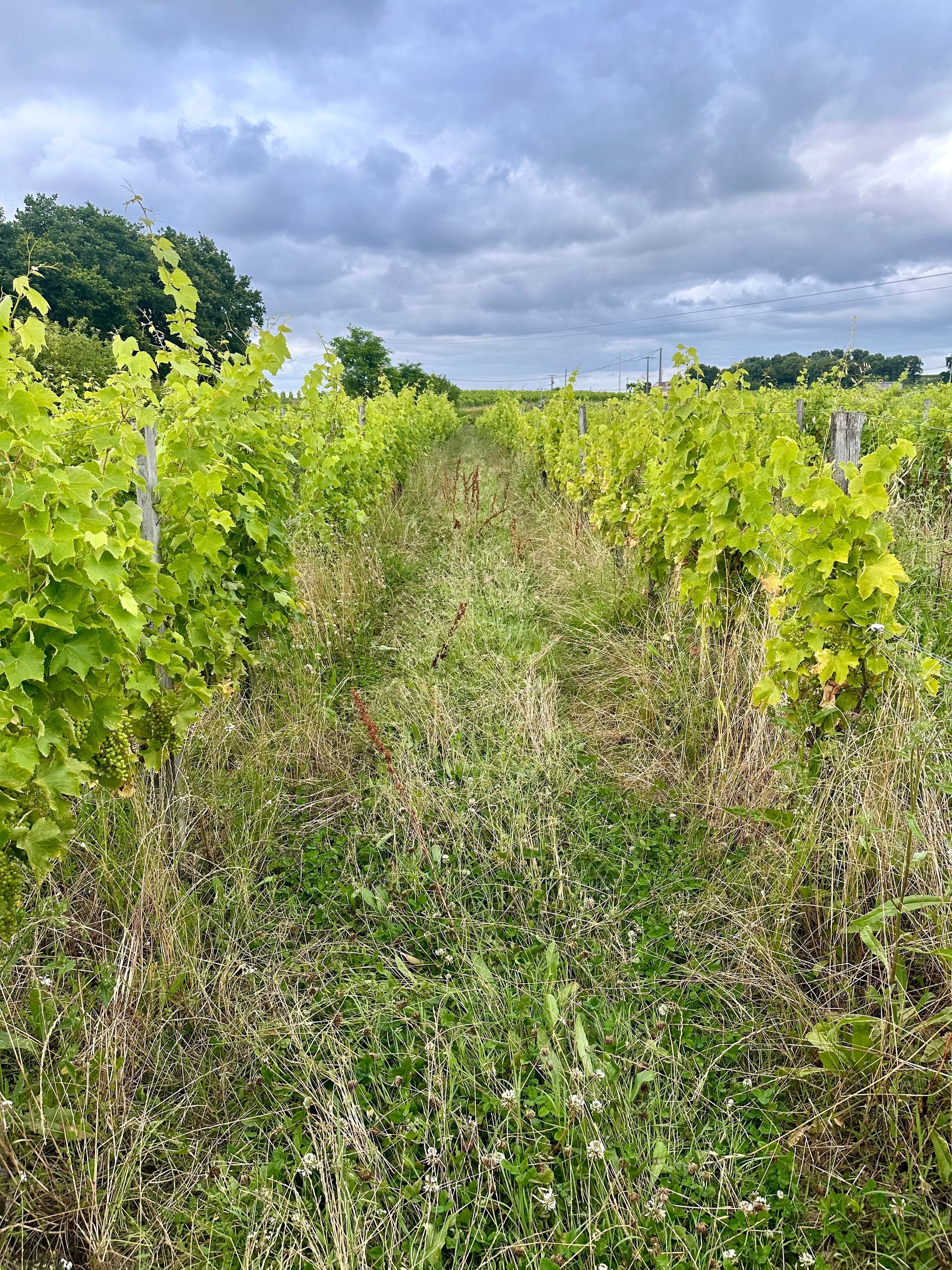 Peybonhomme-les-Tours - Vineyard rows of green grapevines under a cloudy sky.