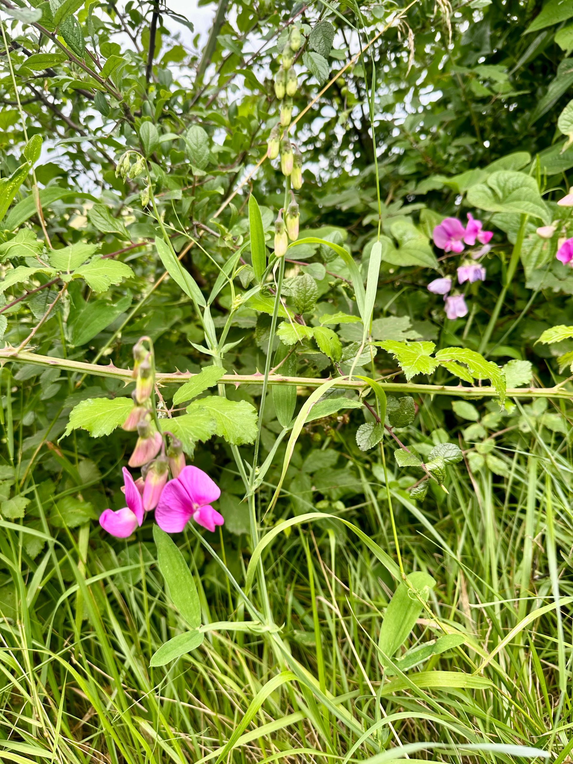 Peybonhomme-les-Tours - Pink and lavender wildflowers bloom amidst green foliage and grass.