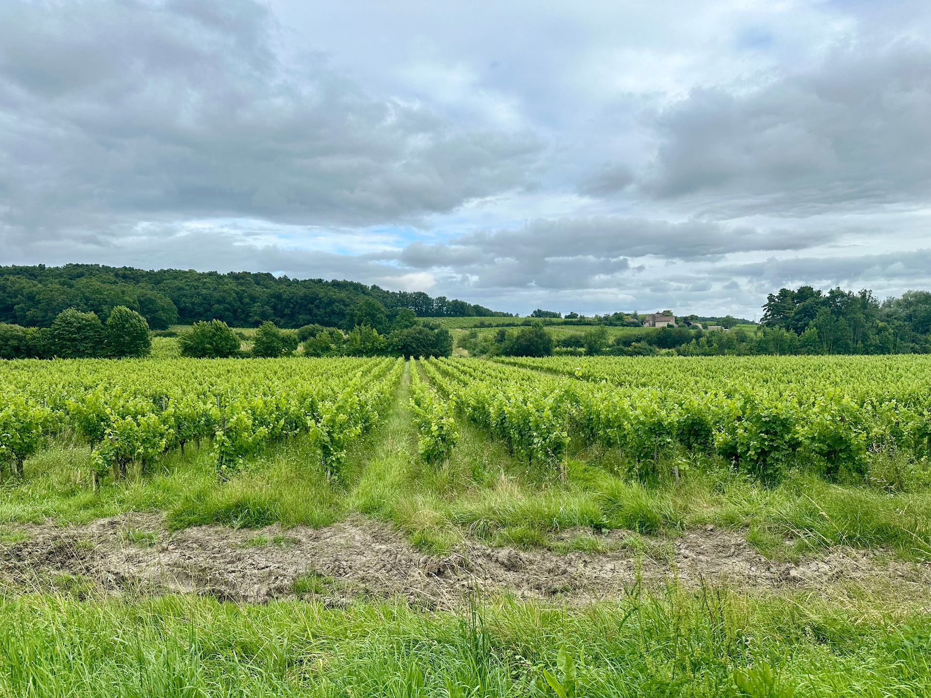 Peybonhomme-les-Tours - Rows of green grapevines stretch across a field under a cloudy sky.