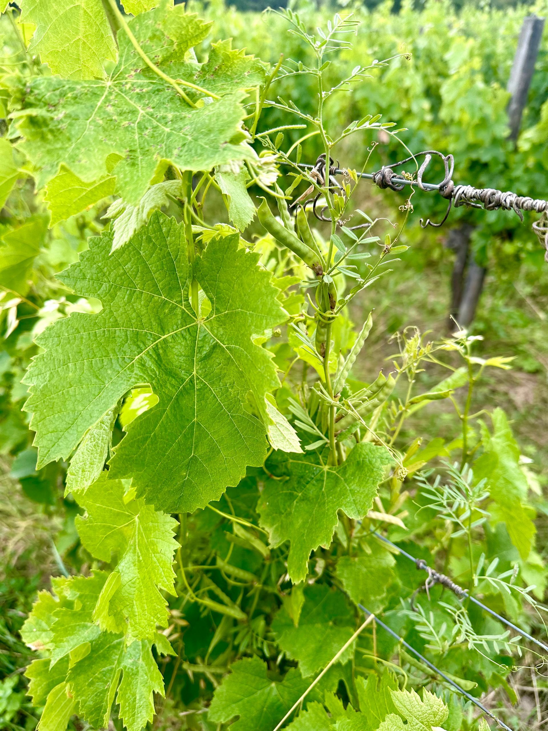 Peybonhomme-les-Tours - Grape leaves on a vine, with a wire fence in a vineyard. Green foliage.
