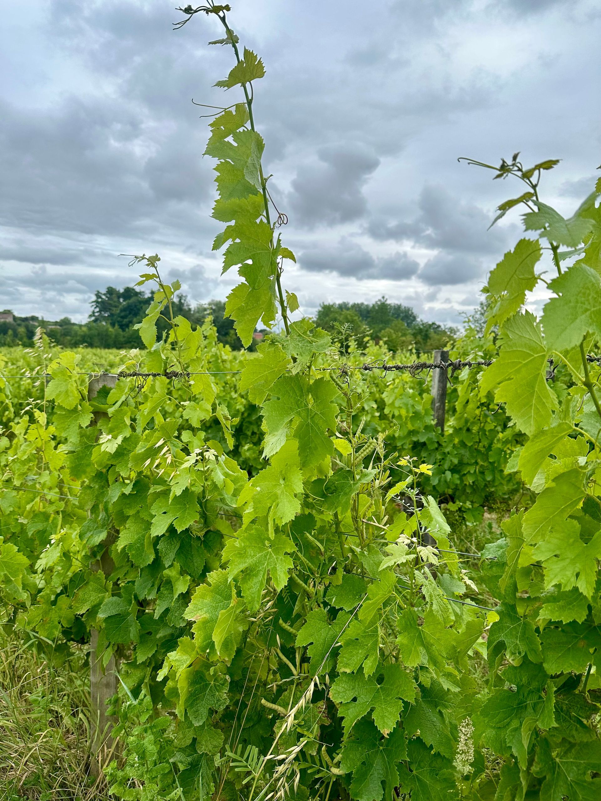 Peybonhomme-les-Tours - Grape vines with green leaves growing in a vineyard under a cloudy sky.