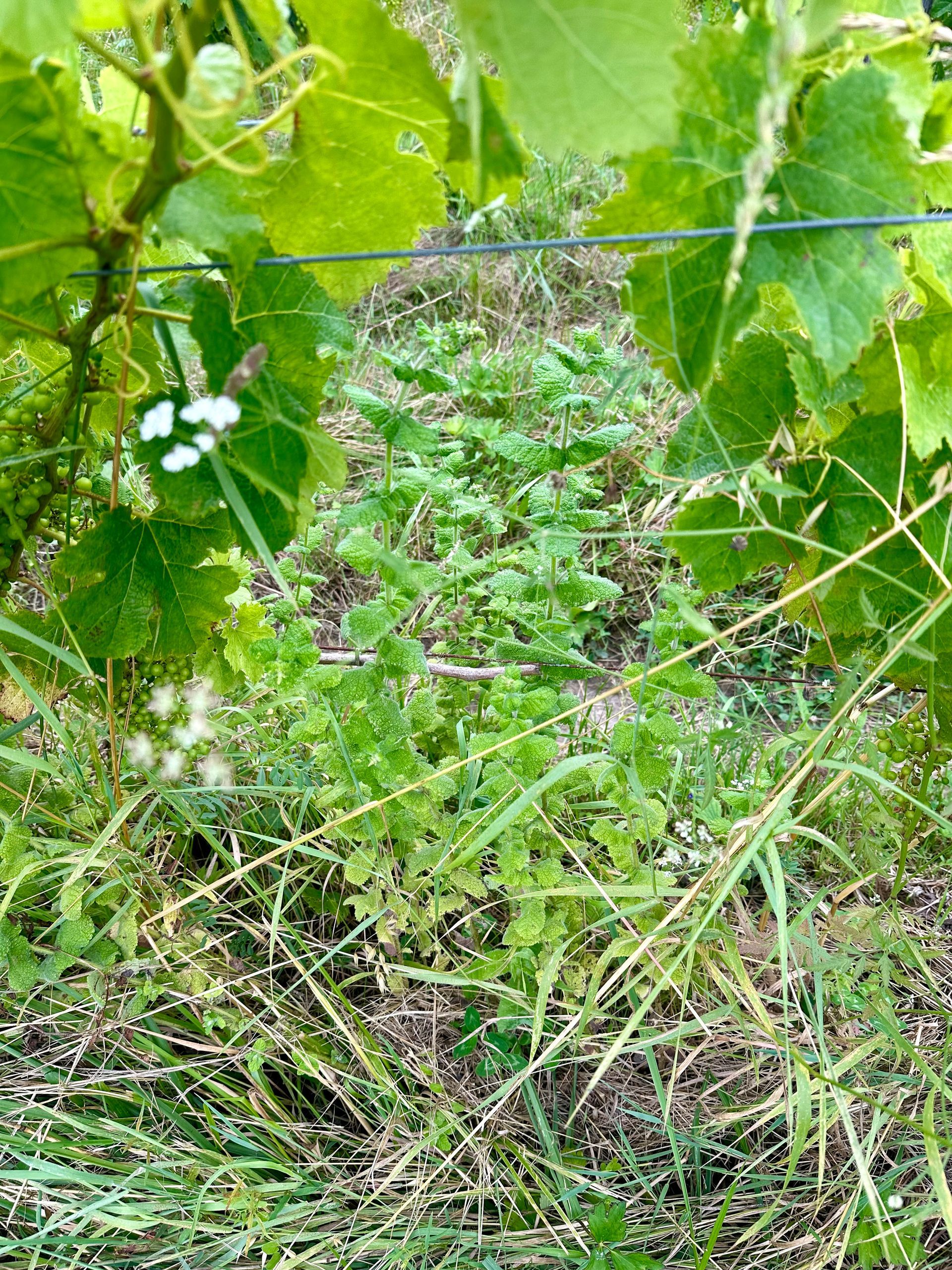 Peybonhomme-les-Tours - Grape vines with green leaves frame a patch of green weeds and grass in a vineyard.