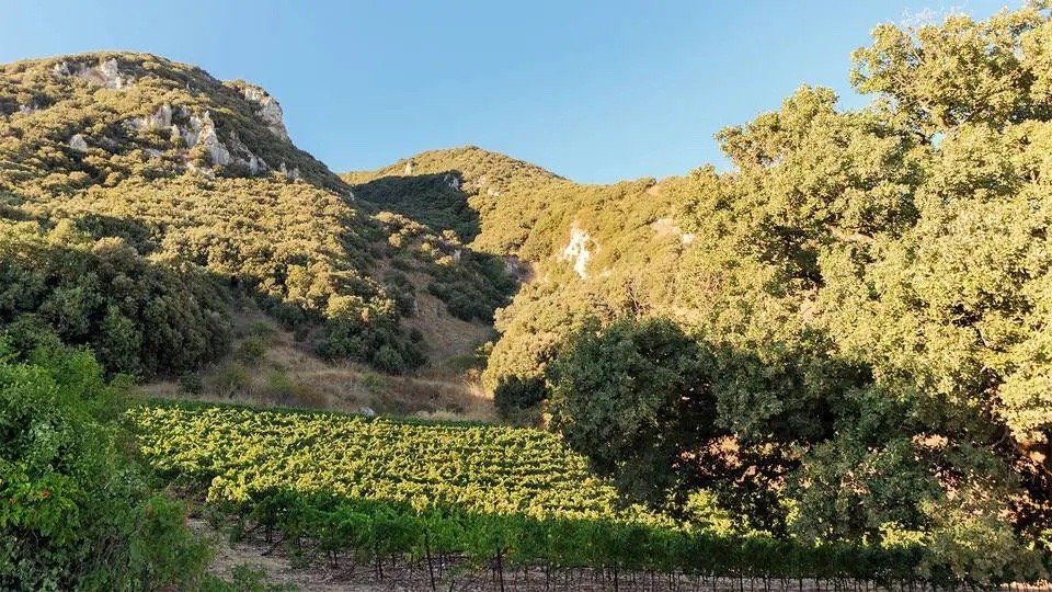 Di Giovanna vineyard in front of tree-covered hills under a blue sky.