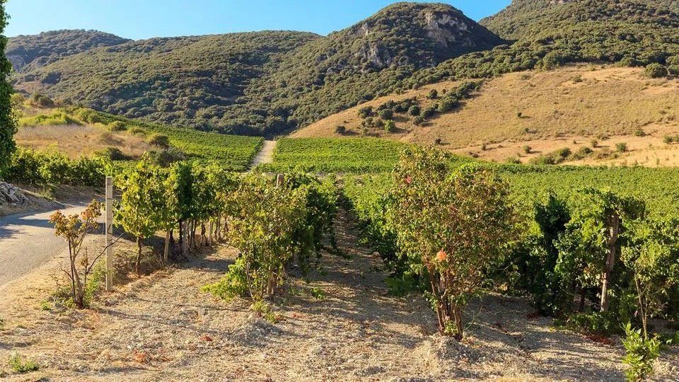 Di Giovanna vineyard with lush green grapevines, road, and mountains under a blue sky.