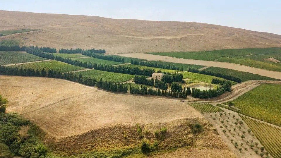 Aerial view of Di Giovanna vineyard, green fields and trees, with a building at the center.