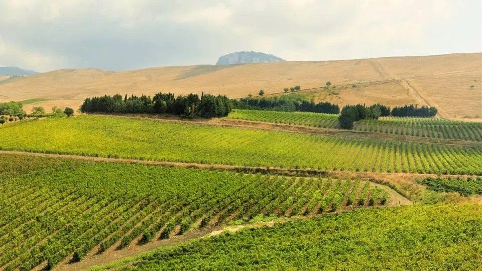 Vineyard on a hillside with rows of green plants, a stand of trees, and a mountain in the background.