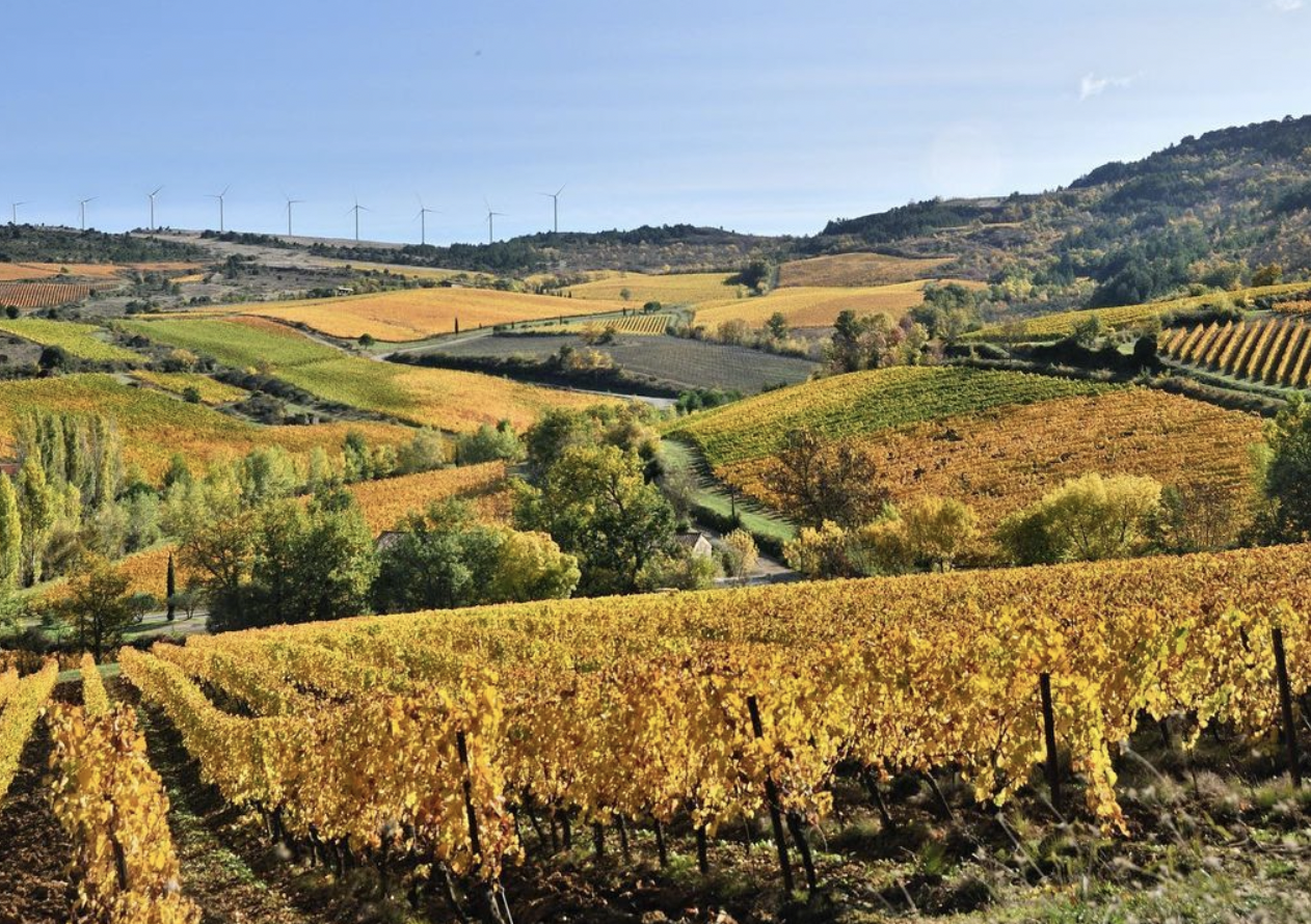 Denois vineyard in autumn, golden leaves on rows of vines covering rolling hills, blue sky.