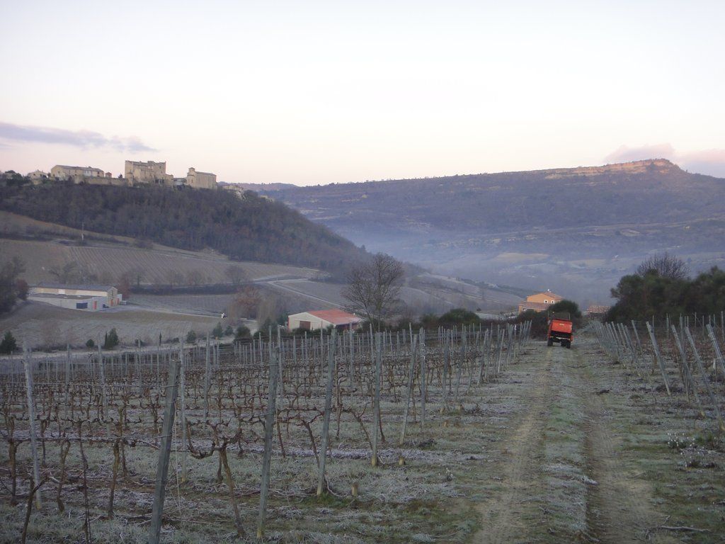 Rows of dormant grape vines in Denois vineyard, with a tractor on a dirt path.