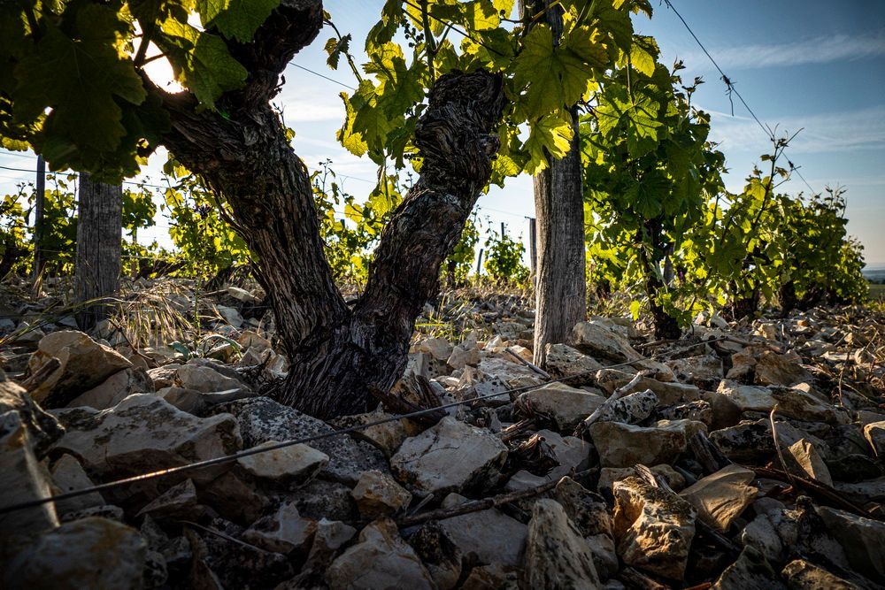Grape vines with thick trunks grow in a rocky vineyard on a sunny day.