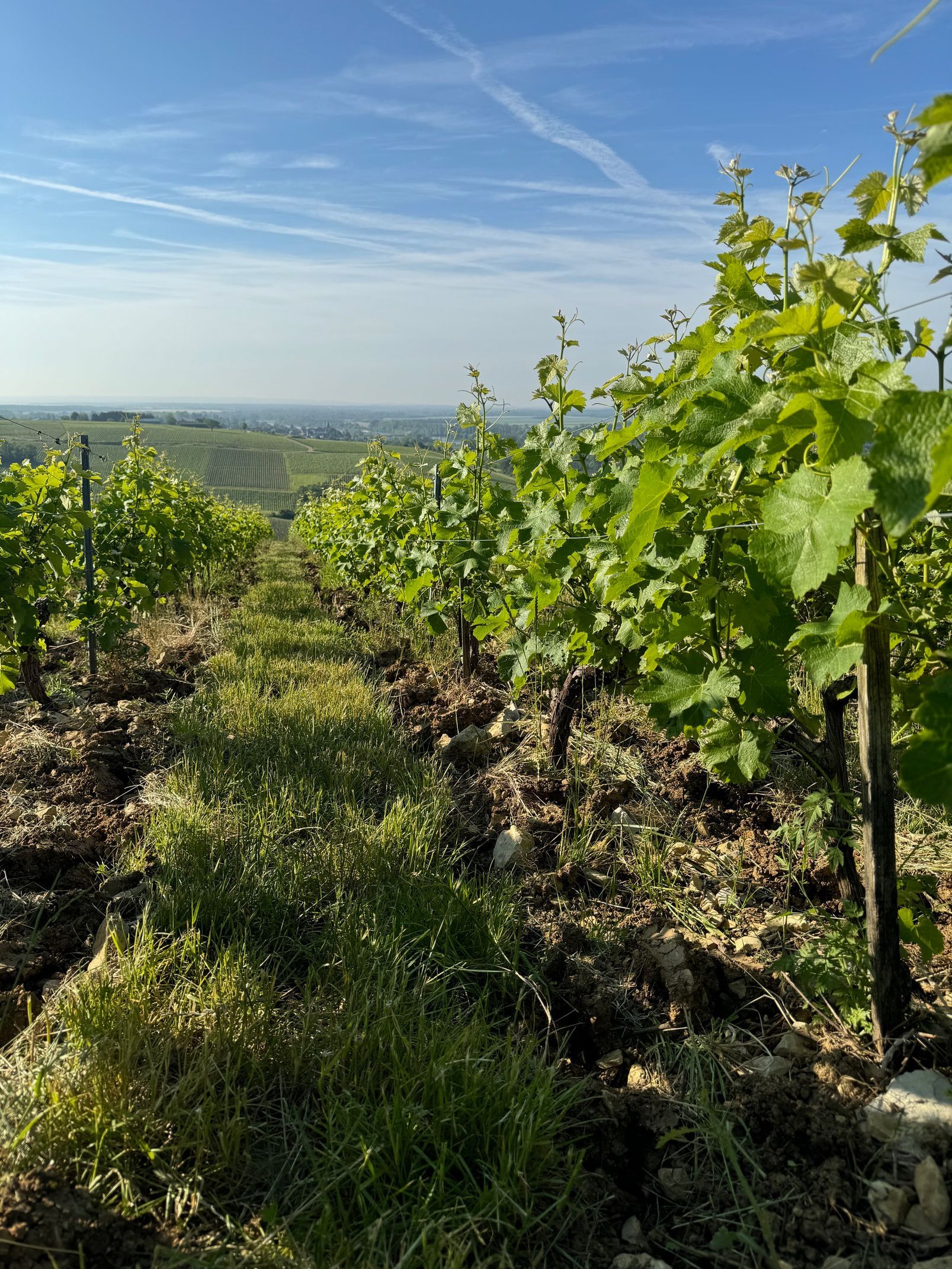 Vineyard with rows of green grapevines under a blue sky, with some green grass.
