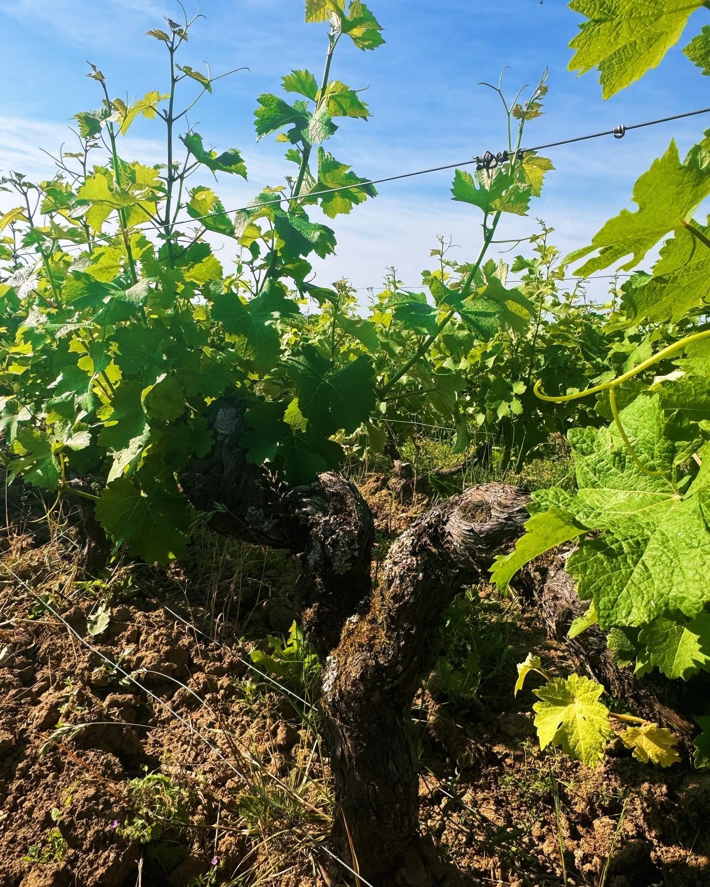 Grape vines with green leaves growing in a vineyard under a blue sky.