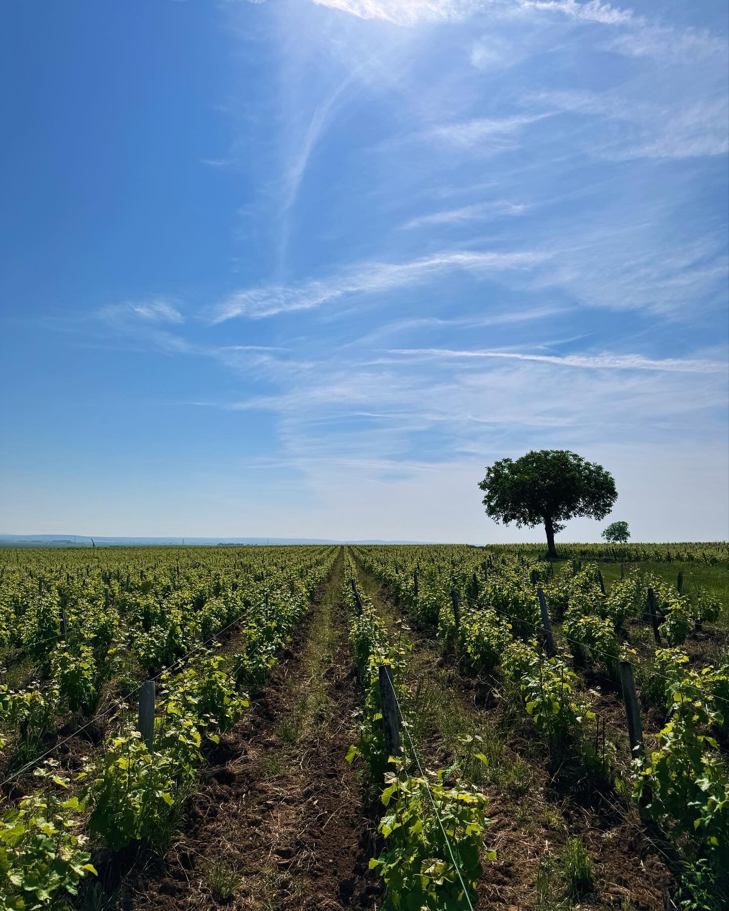 Vineyard under a blue sky, with rows of green vines and a lone tree in the distance.