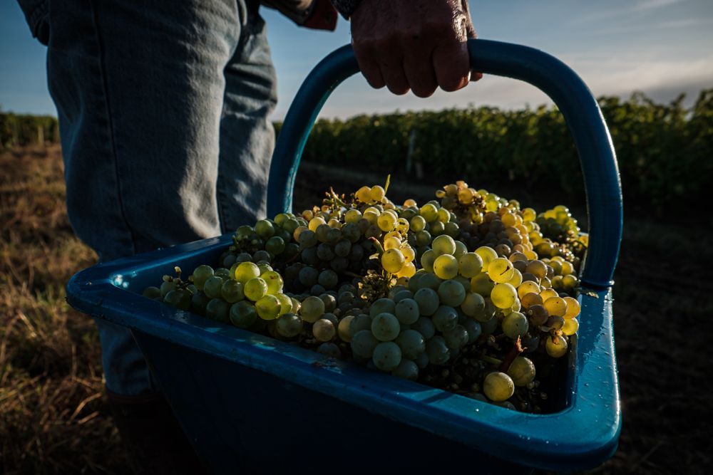Person holding a blue basket overflowing with green grapes in a vineyard.