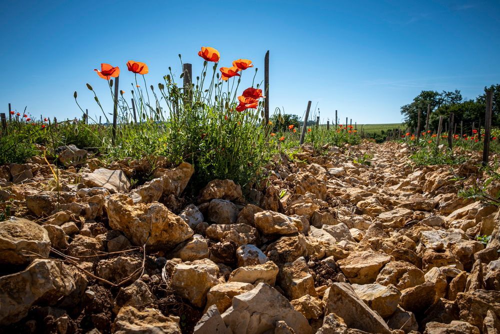 Red poppies bloom in a rocky vineyard under a clear blue sky.