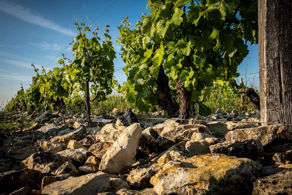 Vineyard with grape vines growing, rocky ground, blue sky.