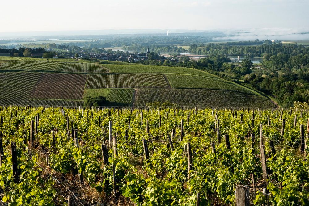 Vineyard on a hillside overlooking a valley, rows of green grapevines with a distant town.