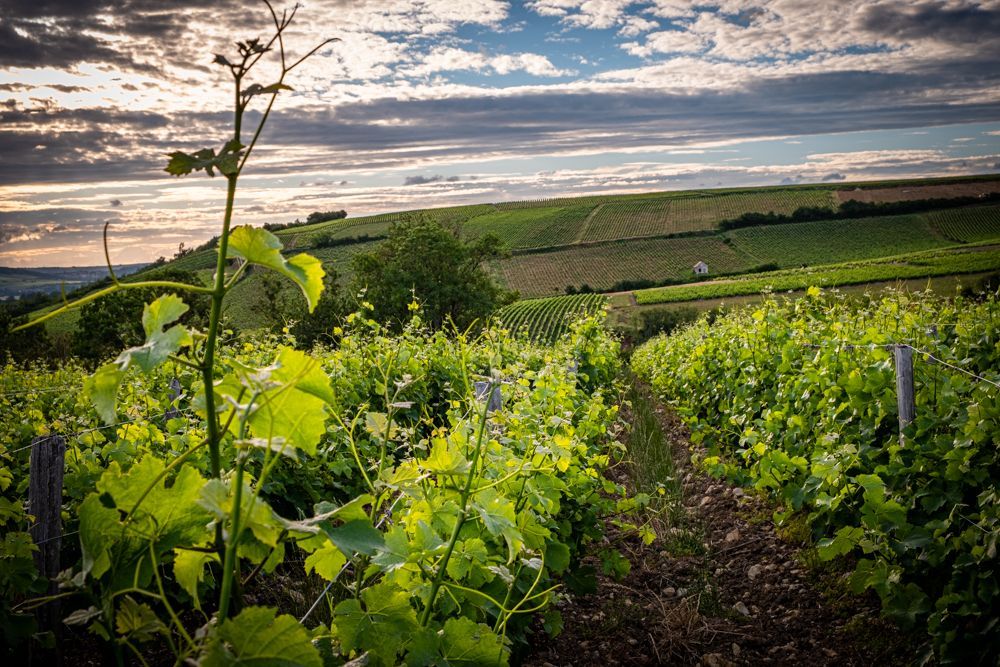 Vineyard with rows of grapevines on a hillside under a cloudy sky.