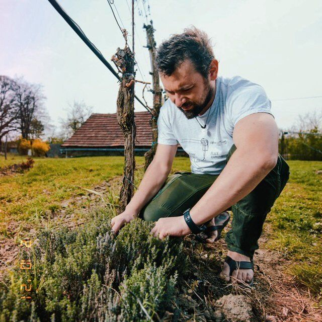 Johannes Zillinger under his vines with lavender.