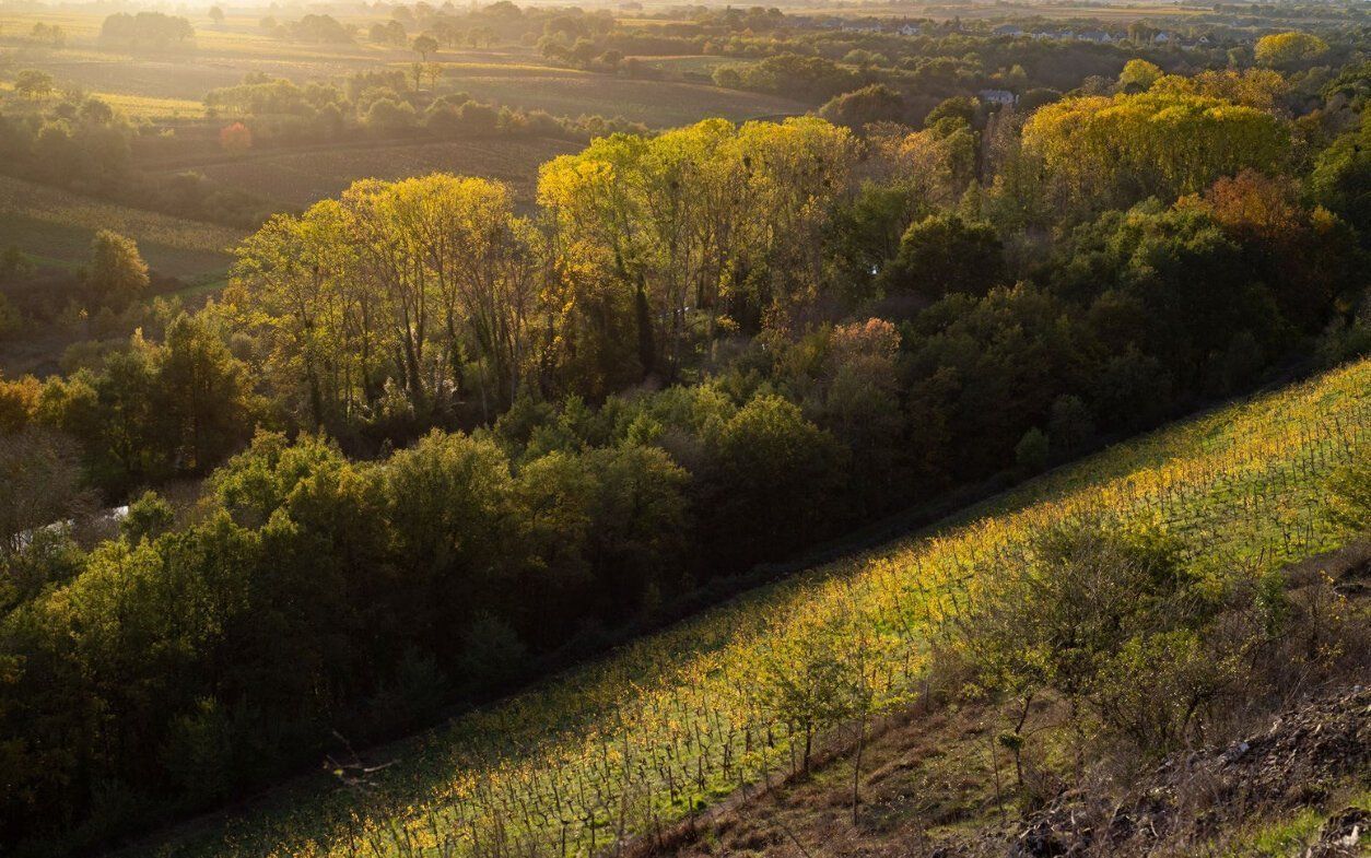 Rolling hills with vineyards, trees, and golden light at Domaine Belargus.