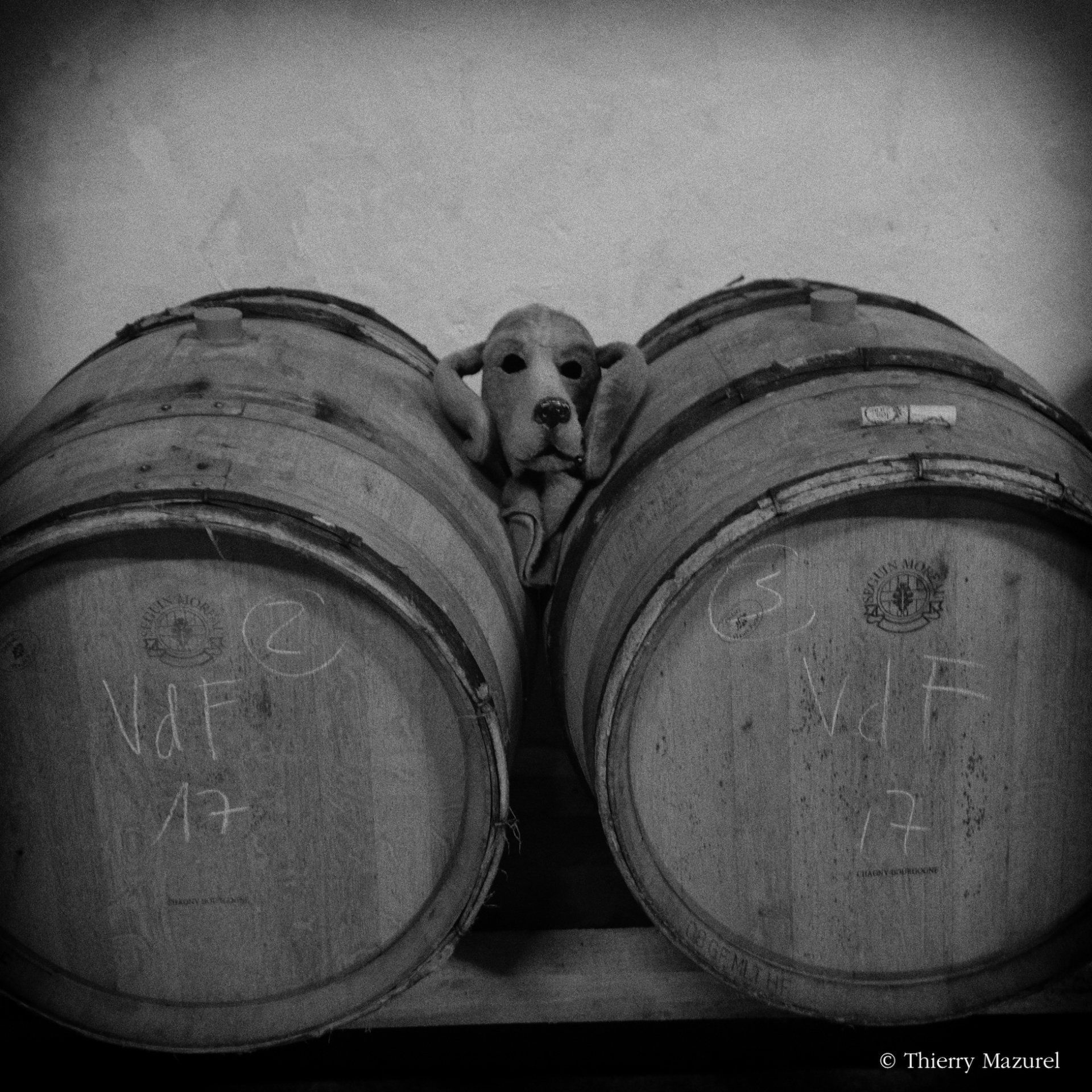 Dog peeks between two wine barrels in Domaine Les Cortis cellar