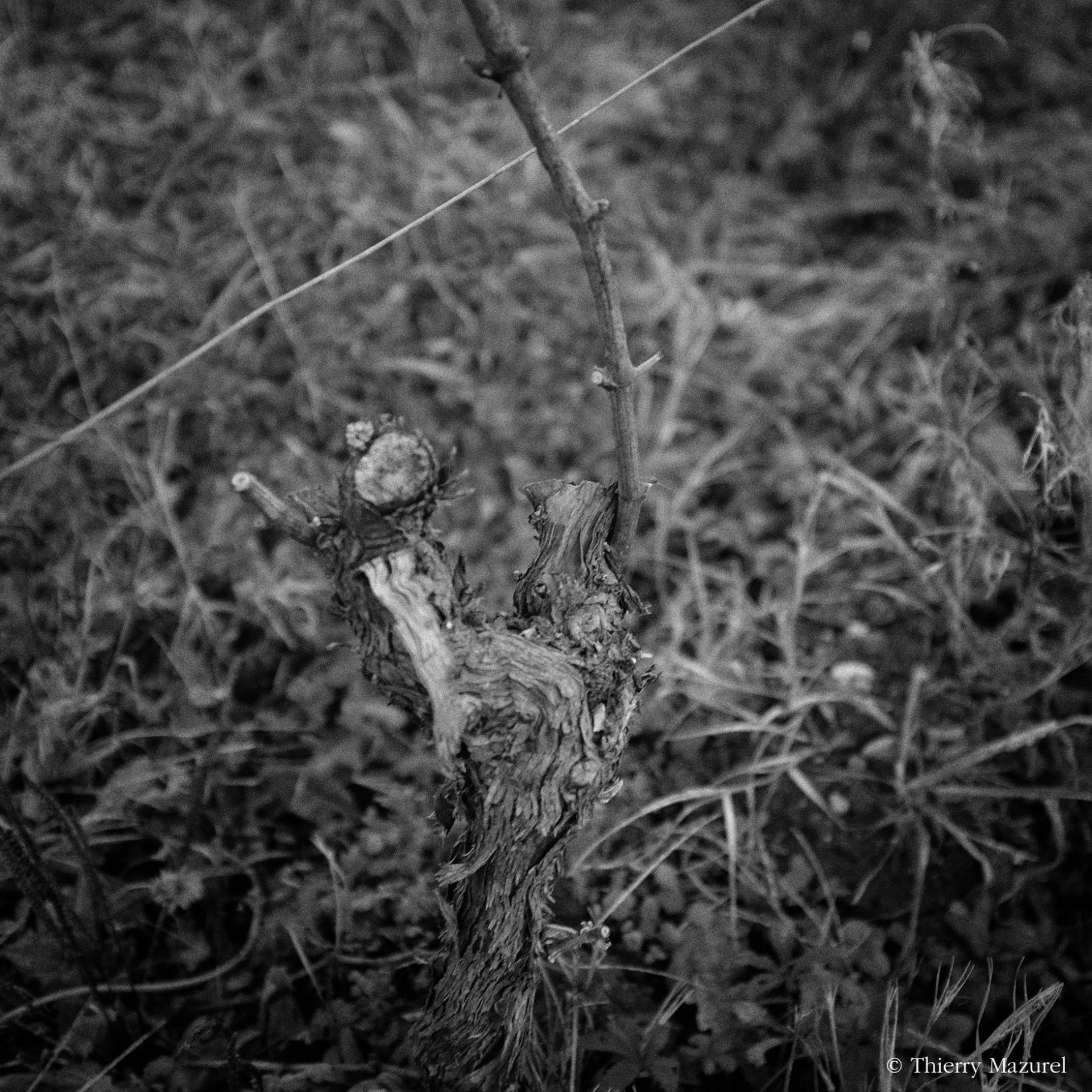 Black and white close-up of a pruned grapevine in a field, at Domaine Les Cortis