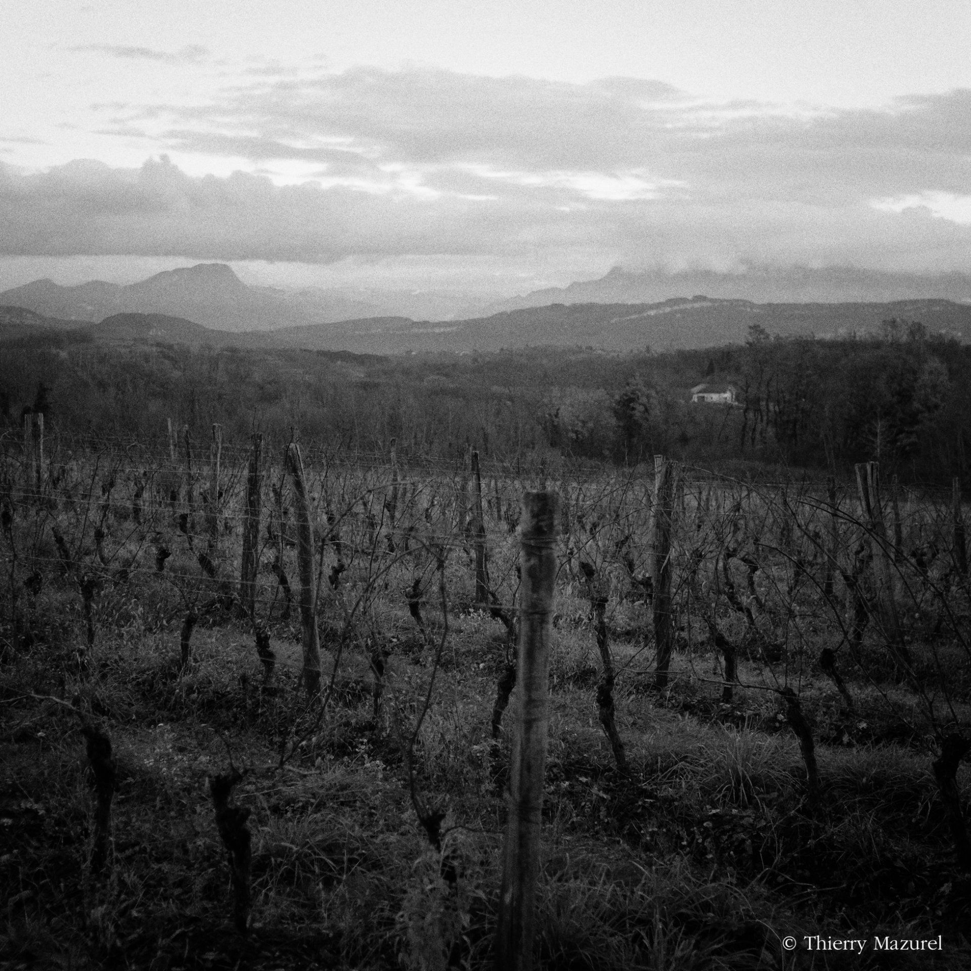 Vineyard rows with bare vines, hills, and overcast sky at Domaine Les Cortis
