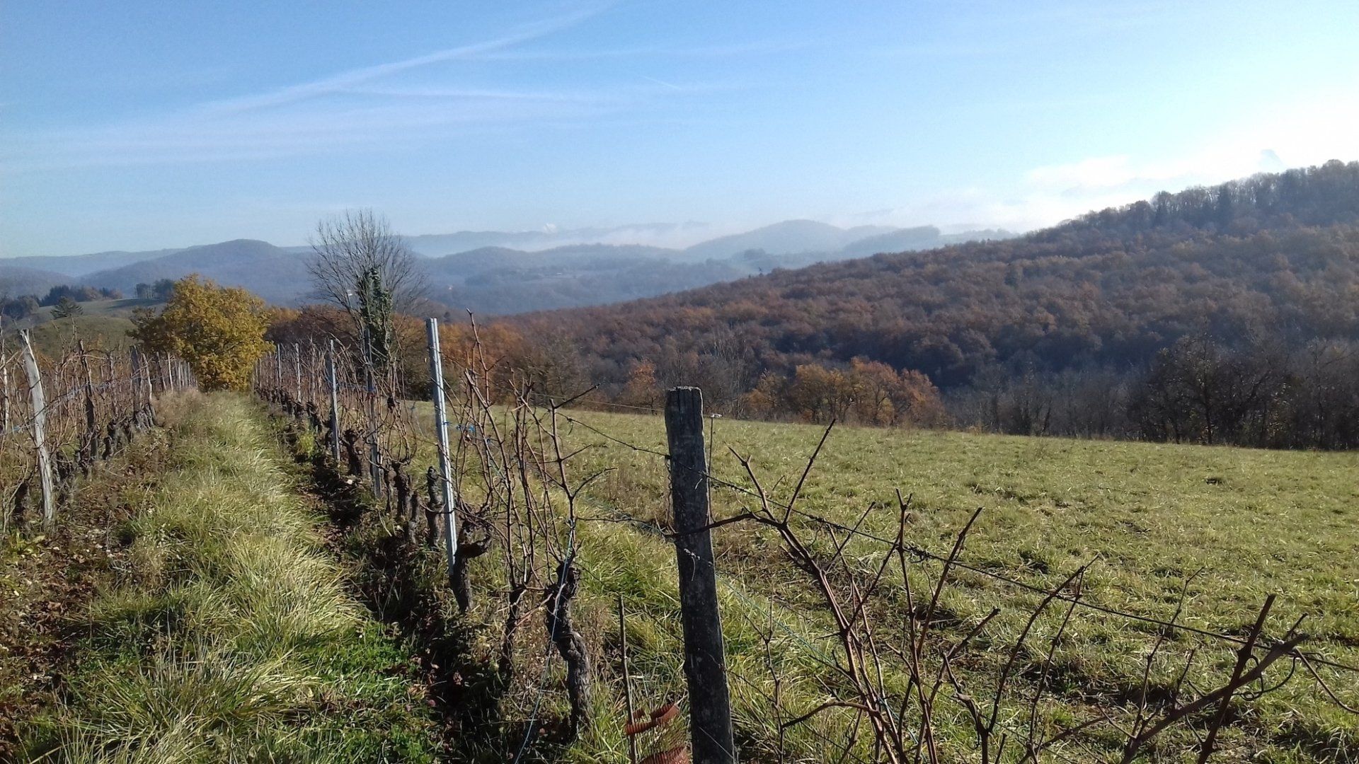 Vineyard rows in a grassy field with a backdrop of forested hills, at Domaine Les Cortis