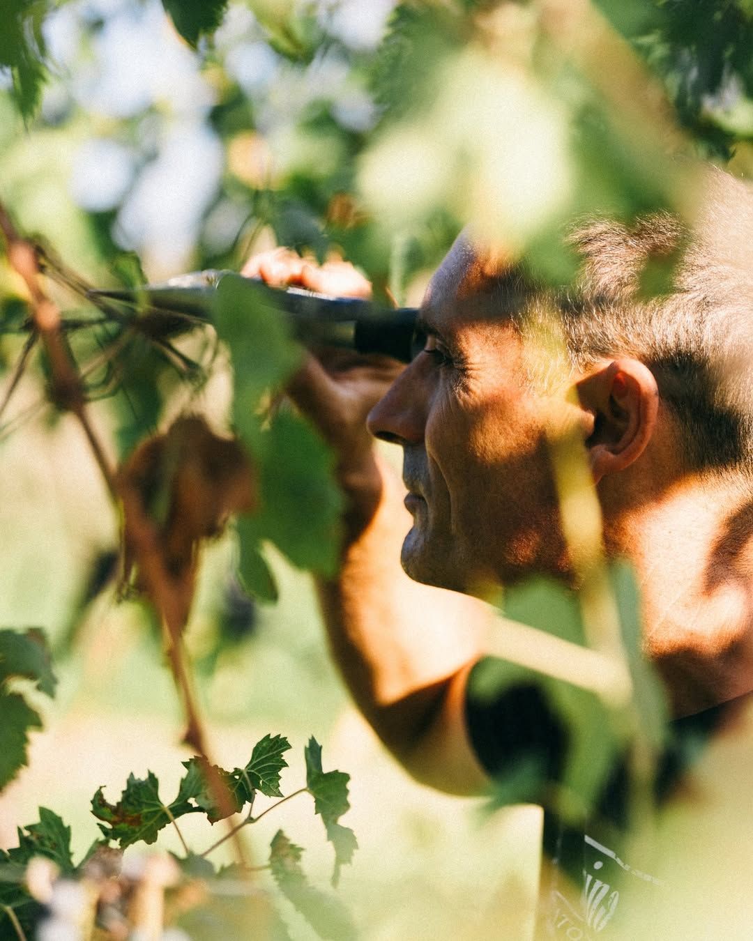 Lorenzo de Monaco working among the vines at Agri Segretum.