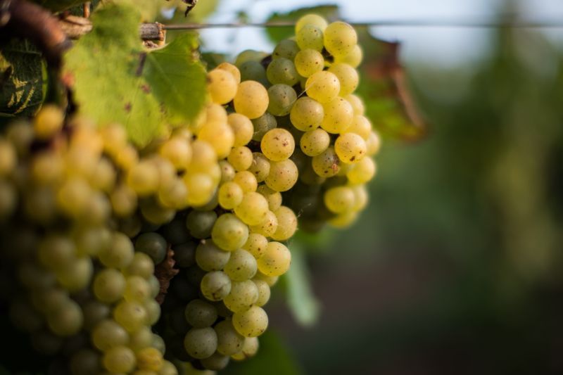 Clusters of ripe, yellow-green grapes hang on a vine with green leaves, in Luneau Papin vineyard.