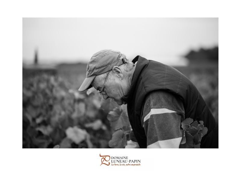 Blach and white photo of a man in cap, inspecting plants in a field, at Luneau Papin