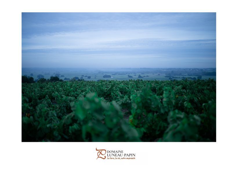 Field of vines under a blue sky, at Luneau Papin vineyard
