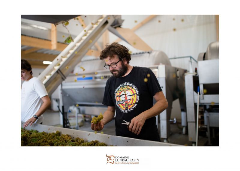 Winemaker sorting grapes, assisted by another person, at Luneau Papin winery