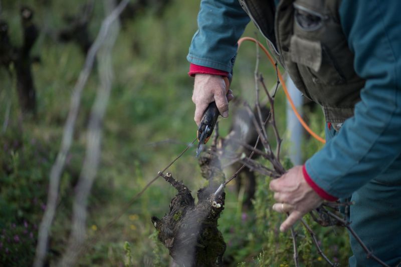 Person pruning grape vines outdoors with clippers, at Luneau Papin