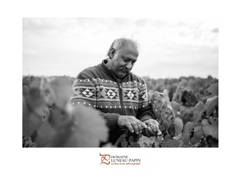 Black and white photo of a man inspecting grapes in Luneau Papin vineyard