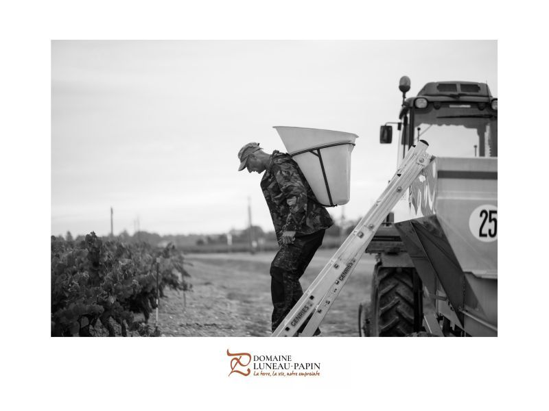 Man carrying a bucket climbs a ladder next to a tractor in Luneau Papin vineyard.