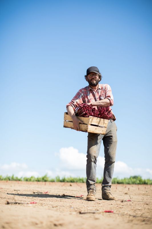 Farmer holding a wooden crate filled with red product, at Luneau Papin