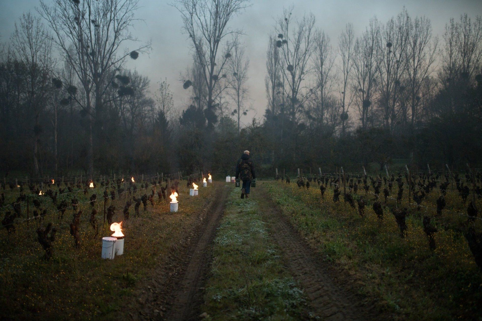 Person walking through a vineyard with rows of lit buckets lining the path, at Luneau Papin
