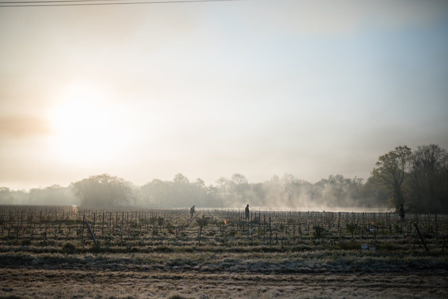 Vineyard in early morning fog with two workers, at Luneau Papin