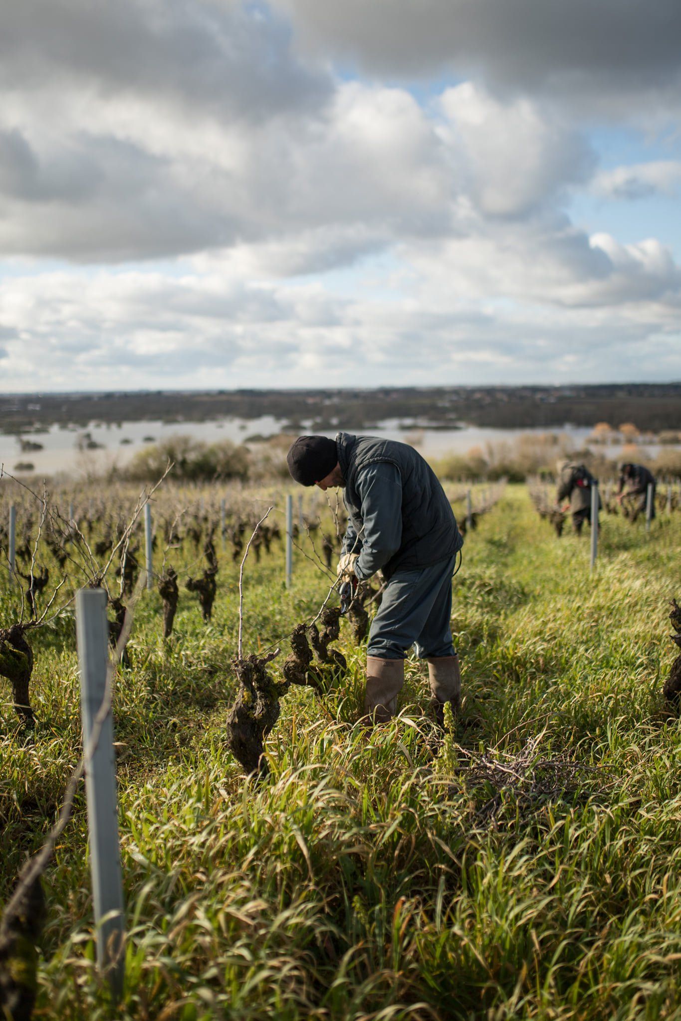 Man working in vineyard, trimming vines at Luneau Papin